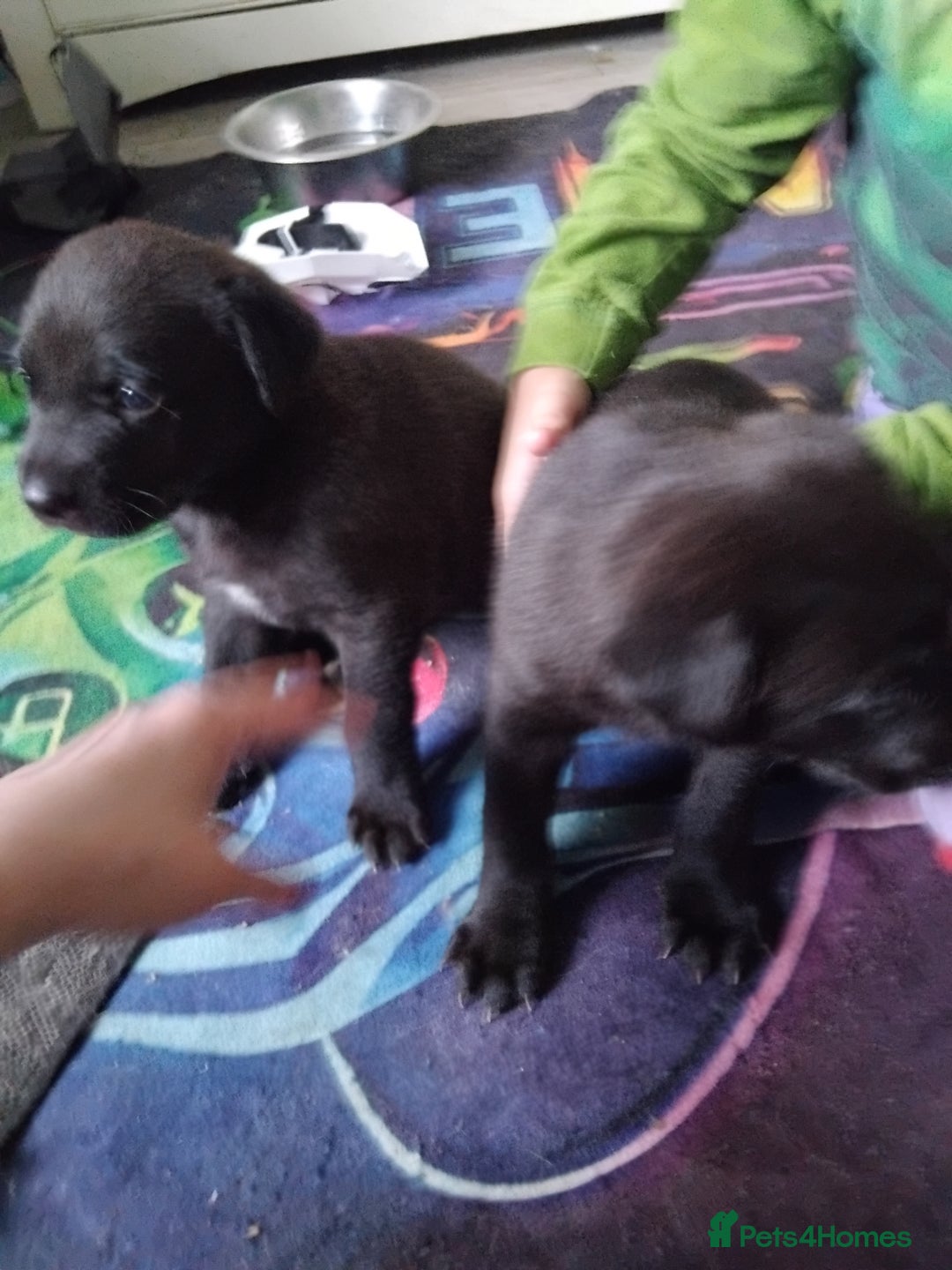 Mixed Breed dogs for sale: German shepard x cane corso - Image 4