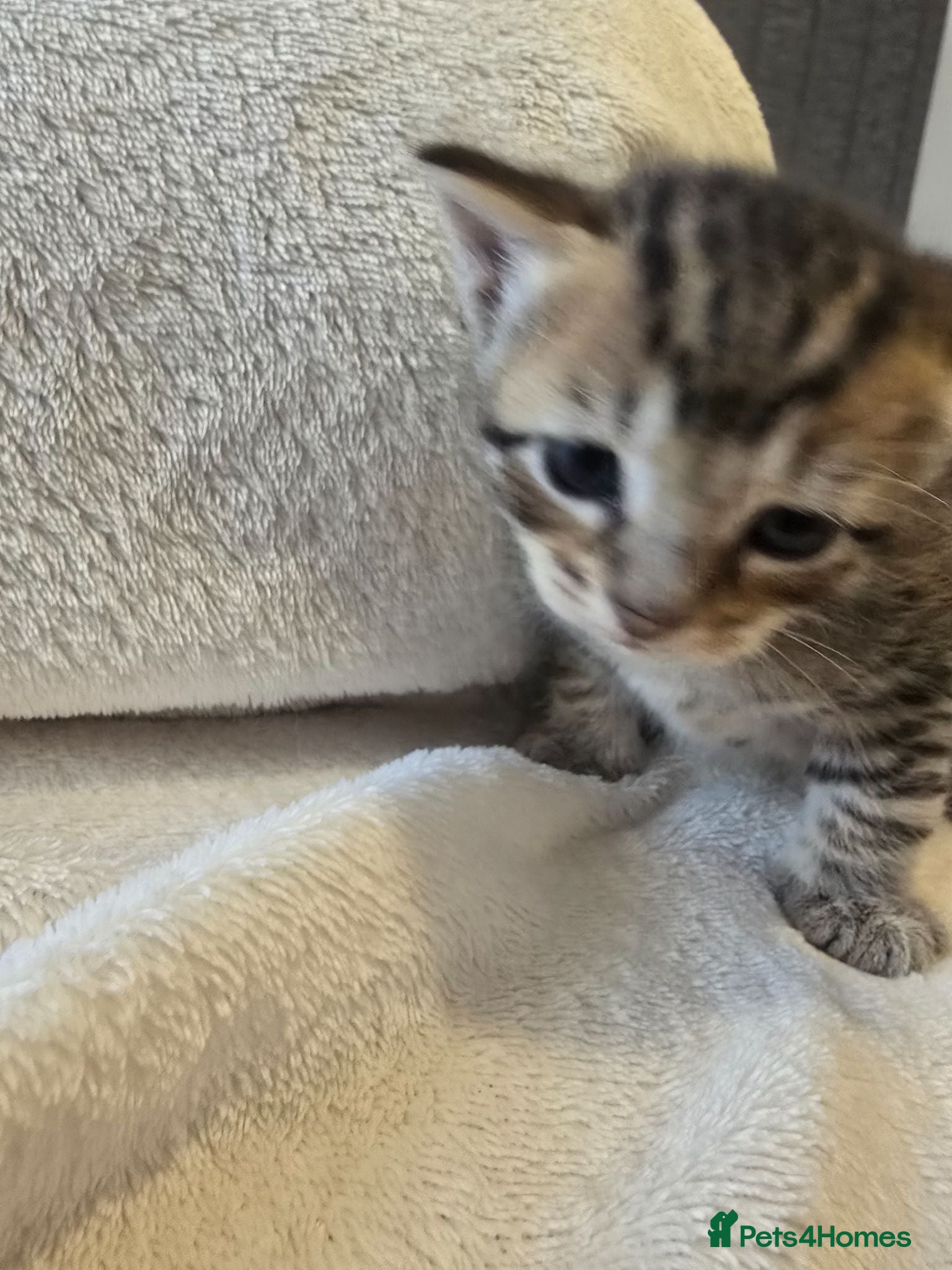 Mixed Breed cats Four adorable kittens looking for loving homes - Advert 1