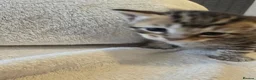 Mixed Breed cats for sale: Four adorable kittens looking for loving homes - Advert 1