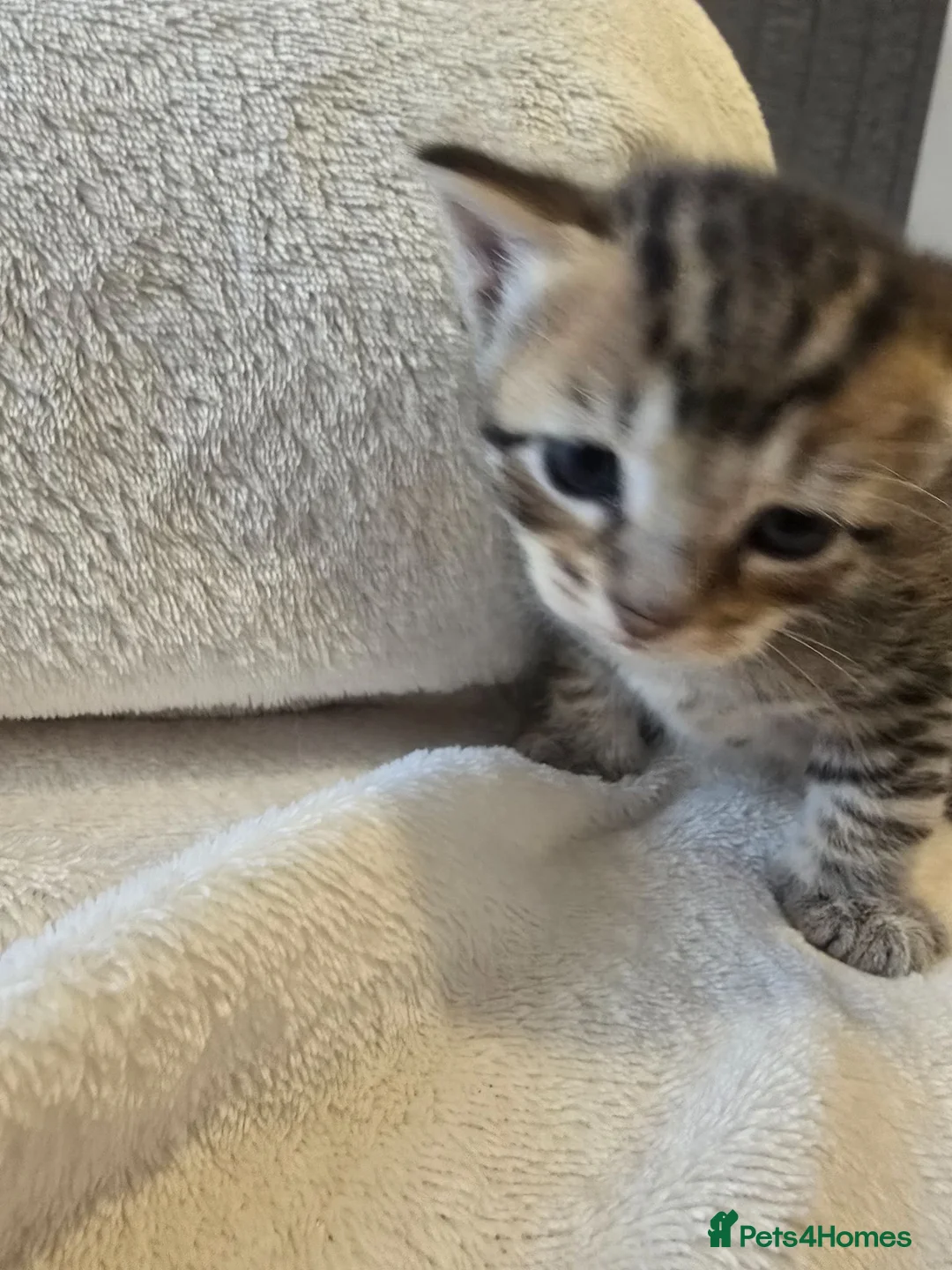 Mixed Breed cats for sale: Four adorable kittens looking for loving homes - Advert 1