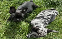 French Bulldog dogs for sale: French Bulldogs  - Image 25