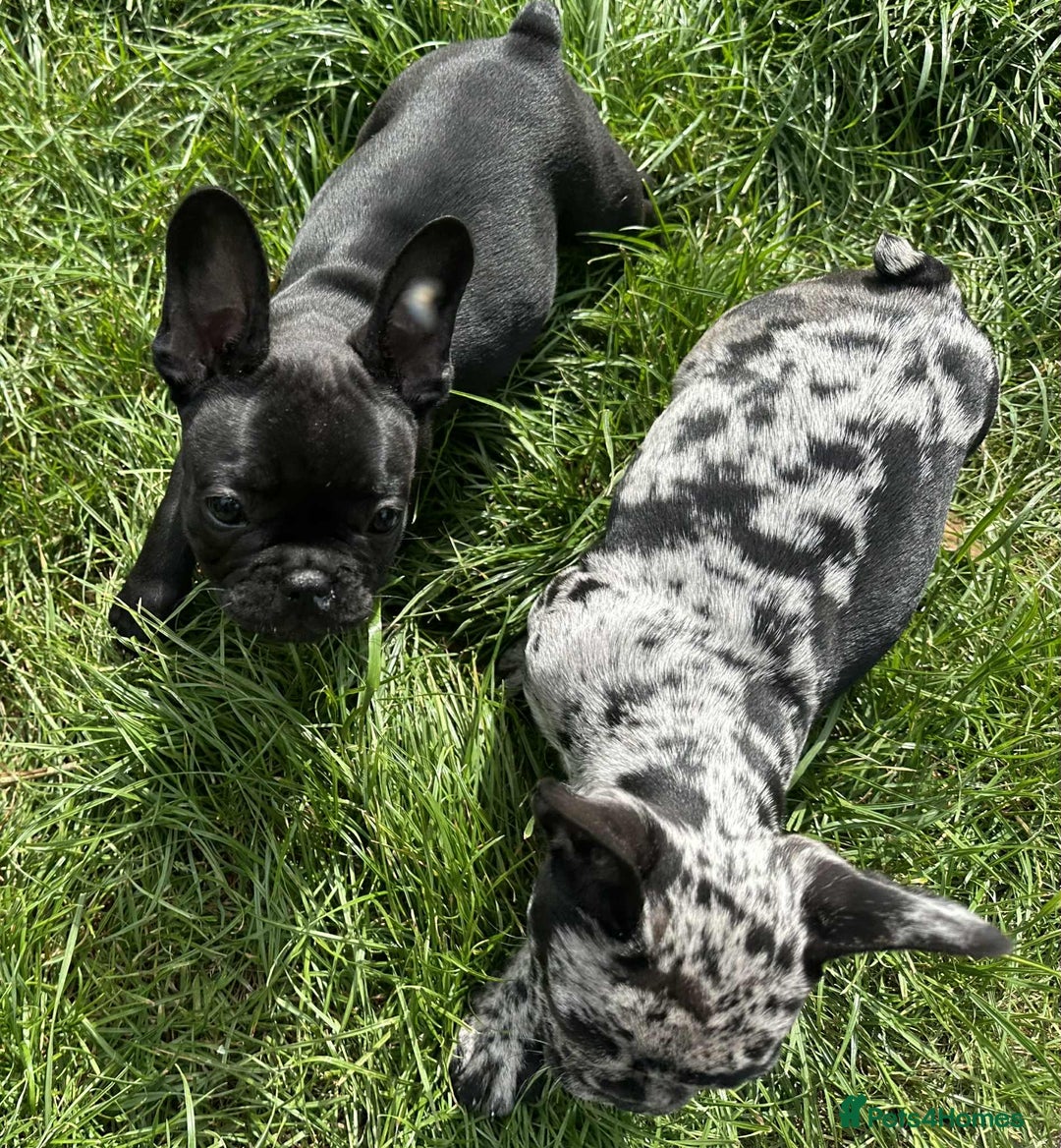 French Bulldog dogs for sale: French Bulldogs  - Image 25
