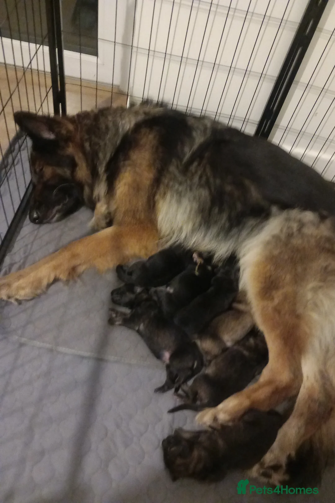 German Shepherd dogs for sale: German shepard puppies  - Advert 1