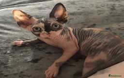Sphynx cats for sale: ** Glittery Blue/Cream Torti Sphynx Girl ** - Image 3