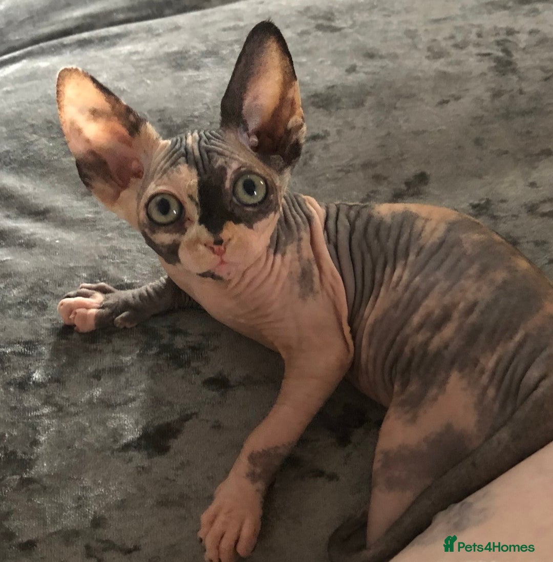 Sphynx cats for sale: ** Glittery Blue/Cream Torti Sphynx Girl ** - Image 3