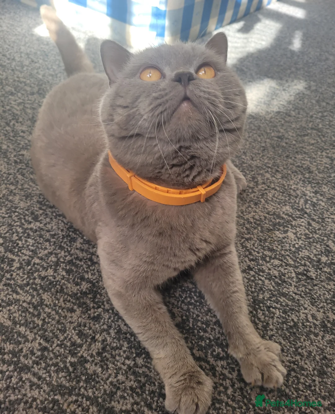 British Shorthair cats for stud: Lilac GCCF active stud Manchester  in Manchester - Advert 6