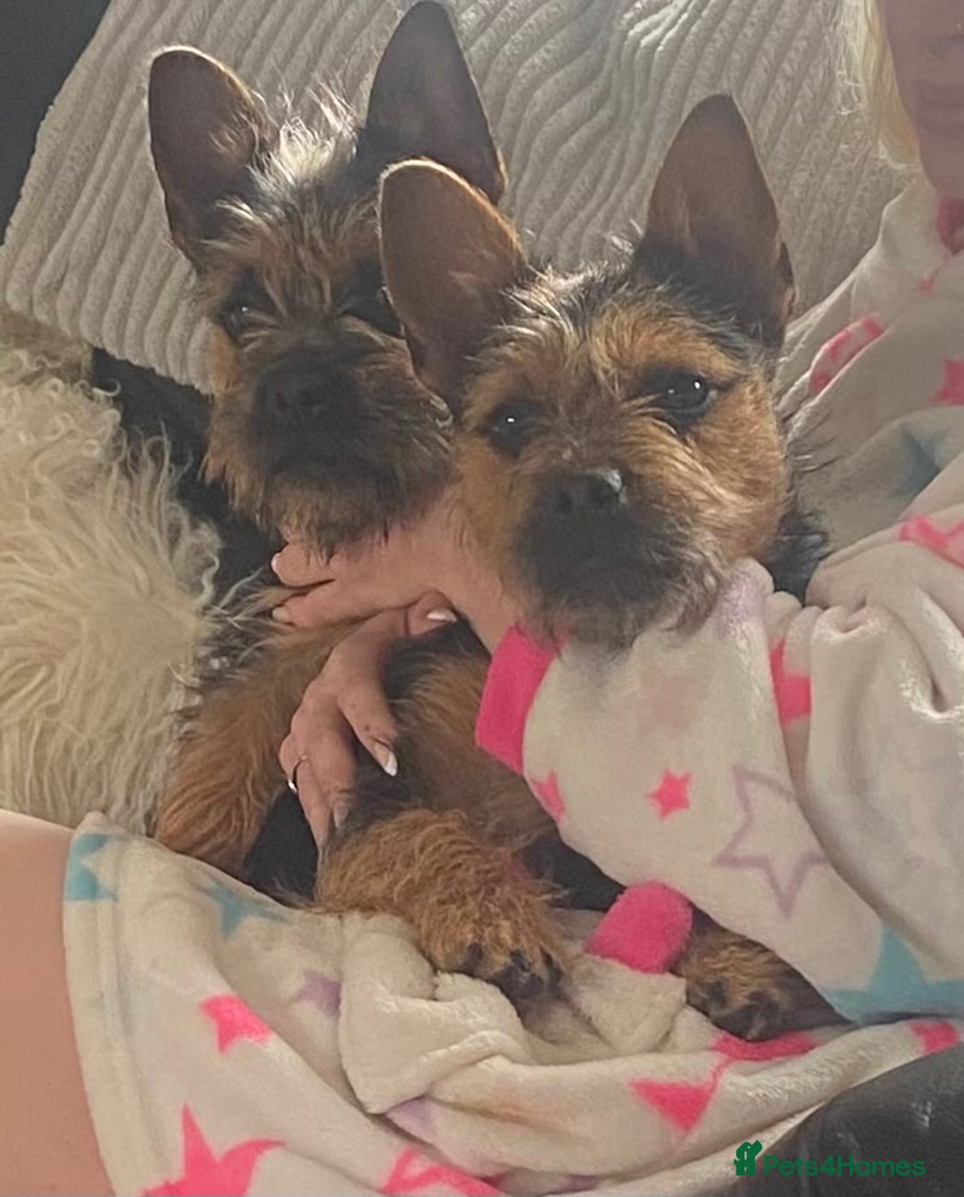 Mixed Breed dogs for sale: Two jack russell/frenchie cross girls - Image 1