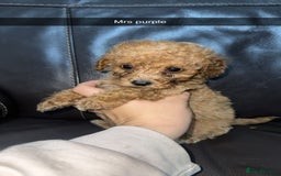 Cockapoo dogs for sale: Miniature cockapoo puppies - Image 12