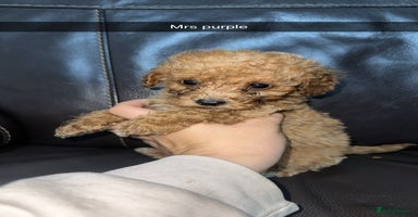 Cockapoo dogs - Advert 4