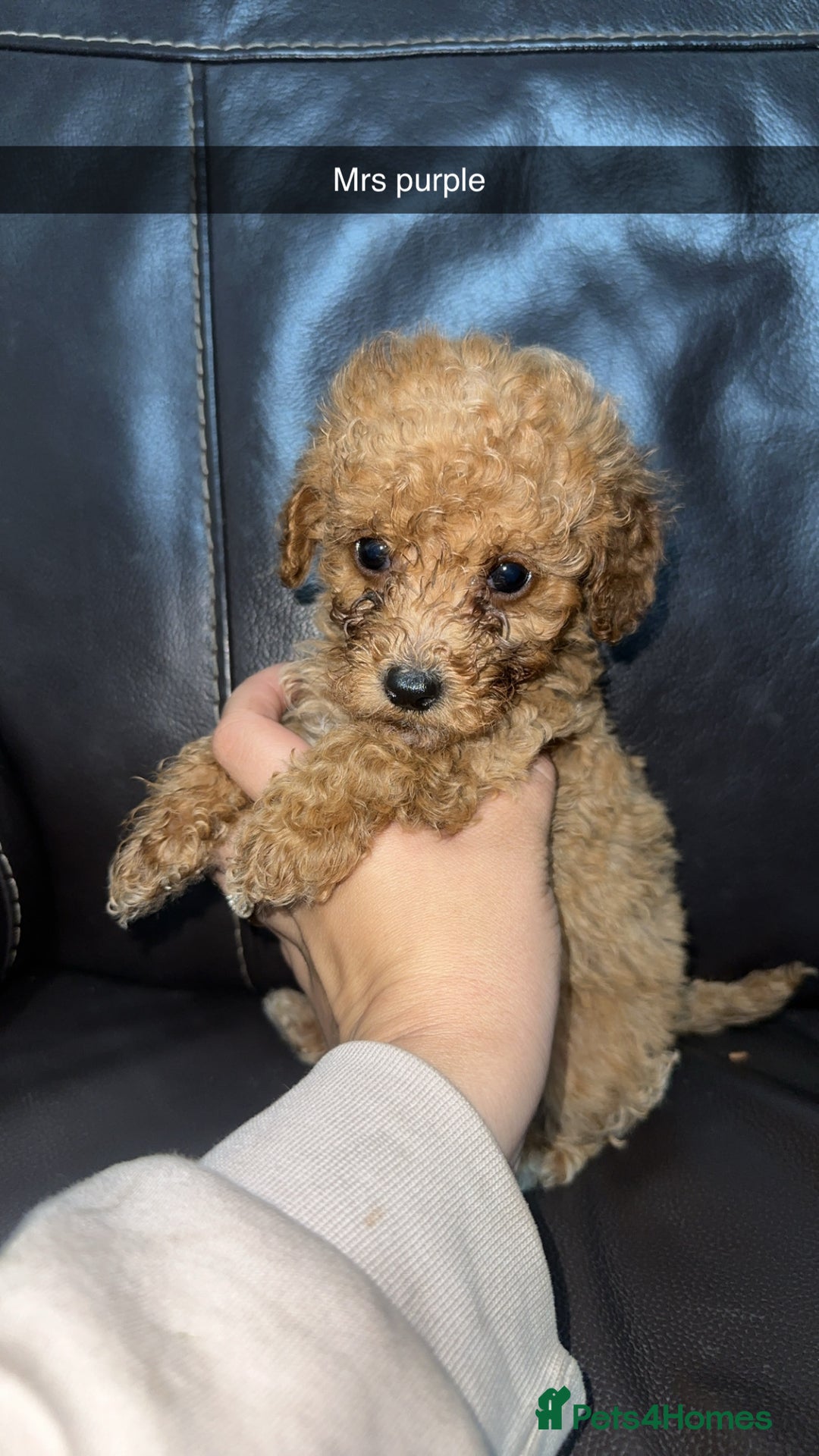 Cockapoo dogs for sale: Miniature cockapoo puppies - Image 12