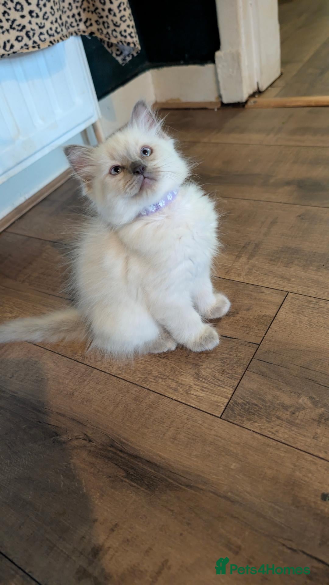 Ragdoll cats Ragdoll X Kittens Ready for New Homes Now - Advert 10