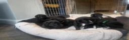 Mixed Breed dogs for sale: Labernese F1 Puppies - Advert 24