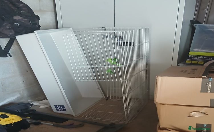 Guinea Pig rodents - Advert 3