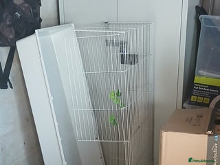 Guinea Pig rodents - Advert 16