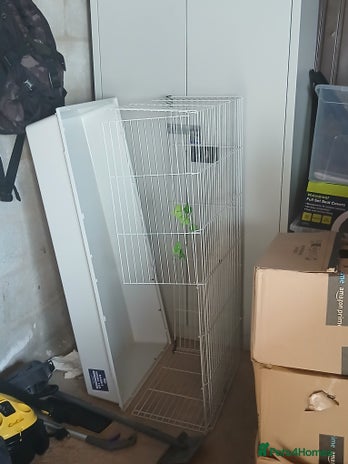 Guinea Pig rodents - Advert 10