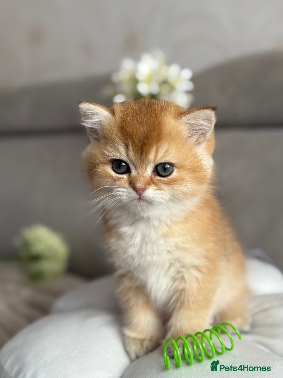 British Shorthair cats for sale: 🌟 Last two beautiful  Golden BSH girls 🌟 - Advert 20