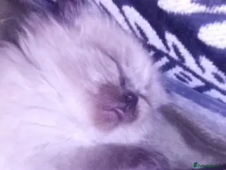 Ragdoll cats 😸😸Pure Ragdoll kittens😸😸 - Advert 1