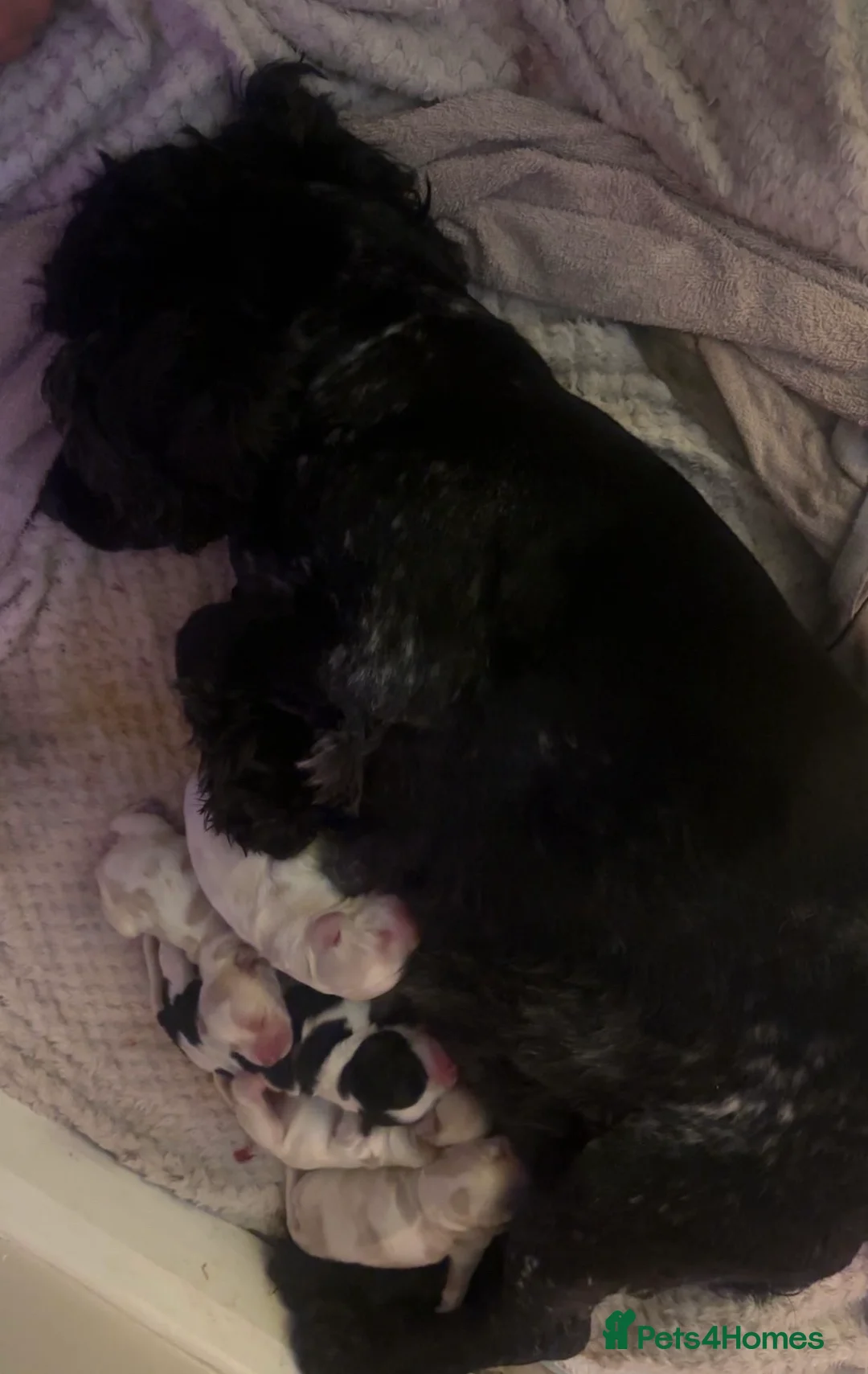 Sprocker dogs for sale: Stunning Sprocker Spaniel Puppies For Sale  - Advert 12