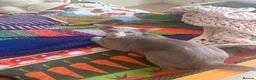 Oriental cats for sale: Stunning Lilac Oriental shorthair  in London - Advert 8