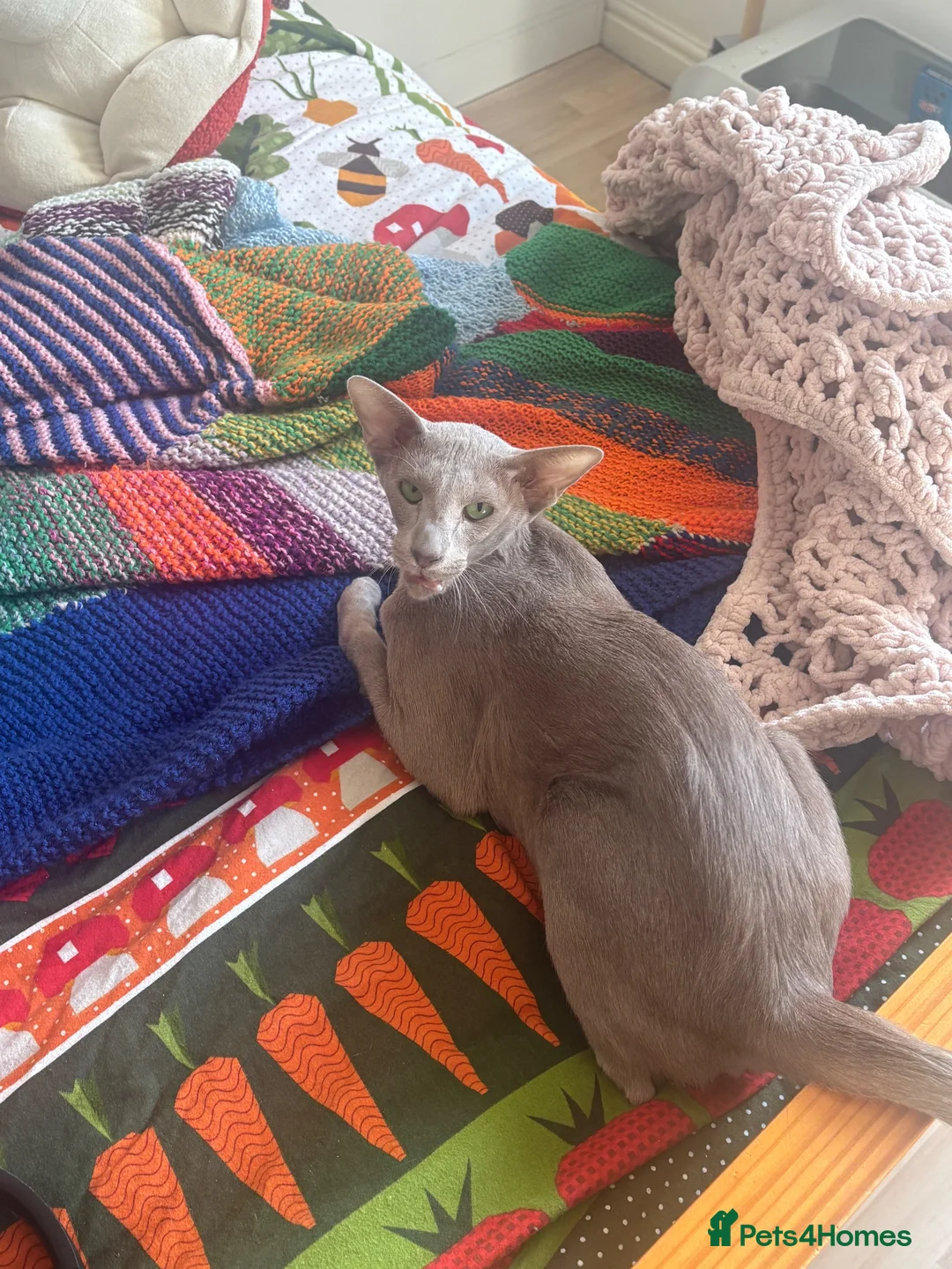 Oriental cats for sale: Stunning Lilac Oriental shorthair  in London - Advert 8
