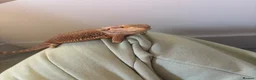 Bearded Dragon reptiles for sale: For sale !!  - Advert 5
