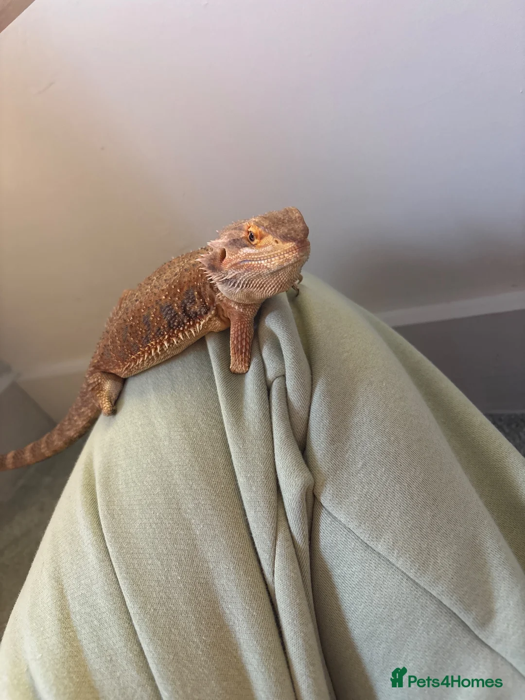 Bearded Dragon reptiles for sale: For sale !!  - Advert 5