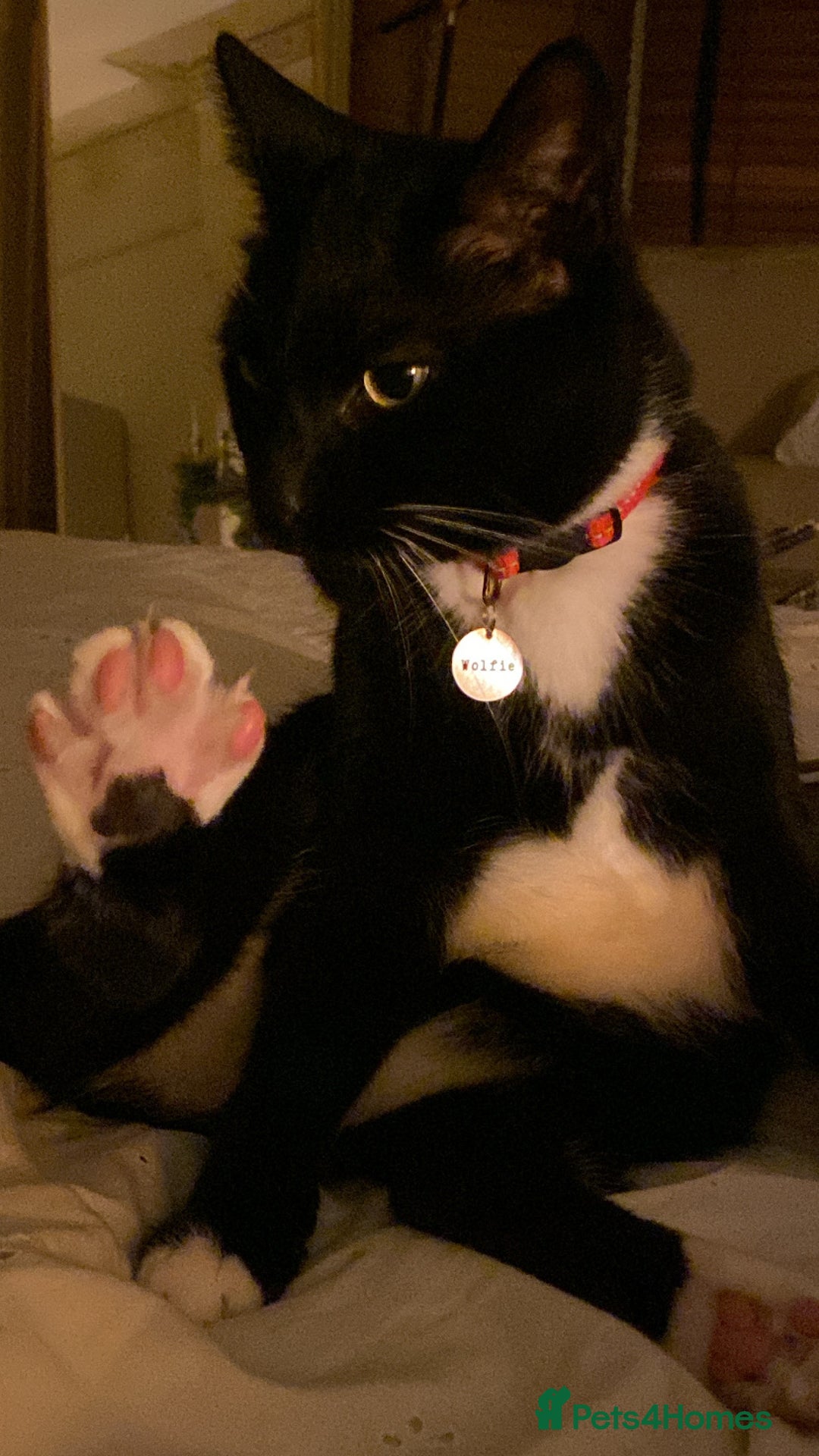 British Shorthair cats for sale: beautiful tuxedo cat - male  - Advert 6