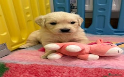 Golden Retriever dogs for sale: Exceptional litter of kc healthy golden retrievers - Image 2