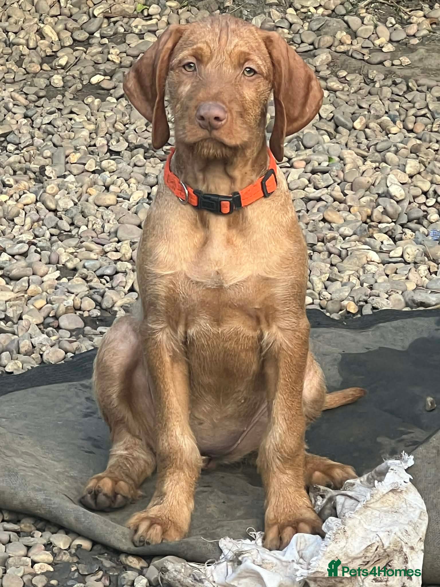 Hungarian Vizsla dogs Last 😊 Beautiful Healthy Hungarian Vizsla Puppy  - Advert 5
