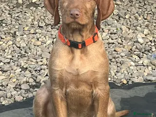 Hungarian Vizsla dogs Last 😊 Beautiful Healthy Hungarian Vizsla Puppy - Advert 5