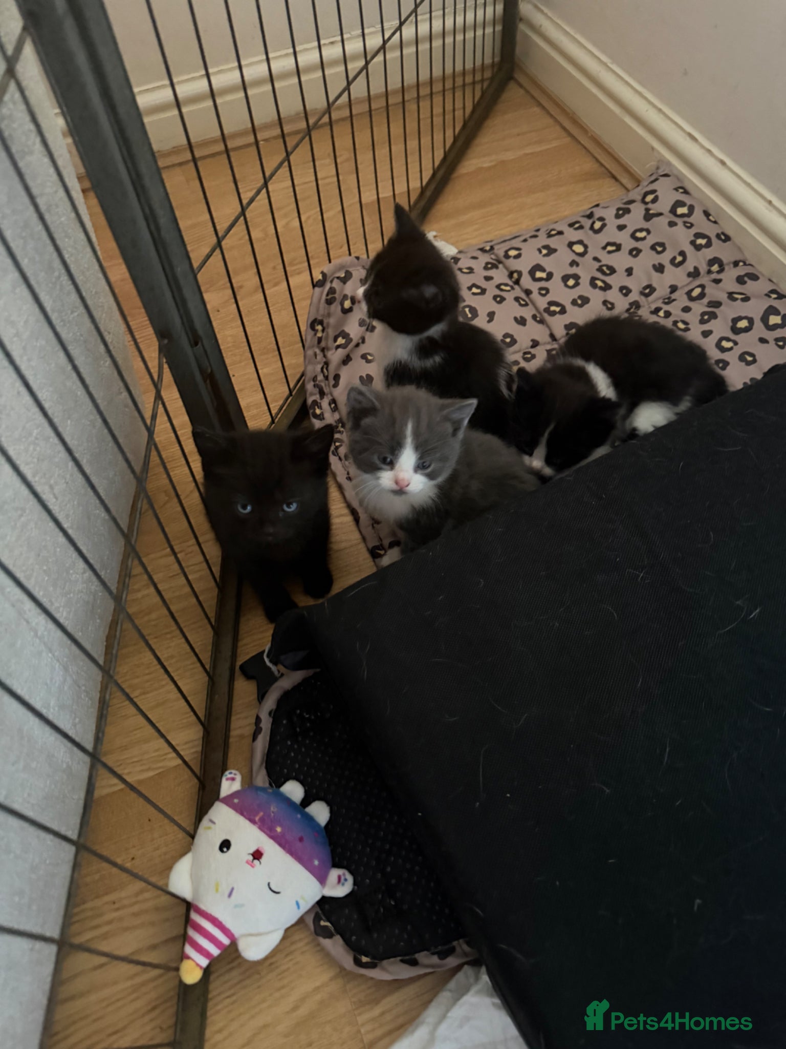 Mixed Breed cats 4 little gorgeous boys ready for new home. - Advert 2