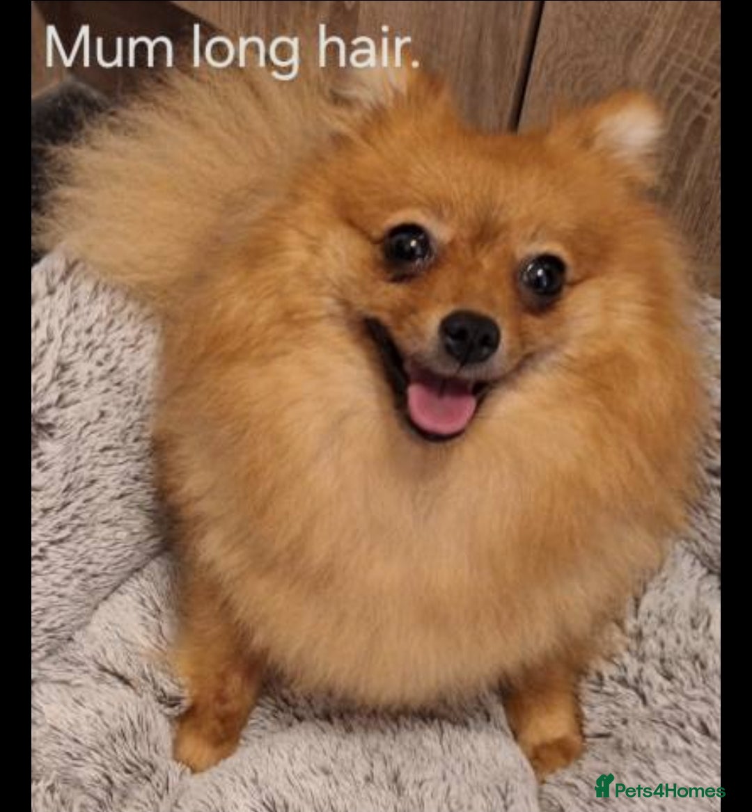 Pomeranian dogs for sale: Pomeranian boy, super fluffy! - Advert 4