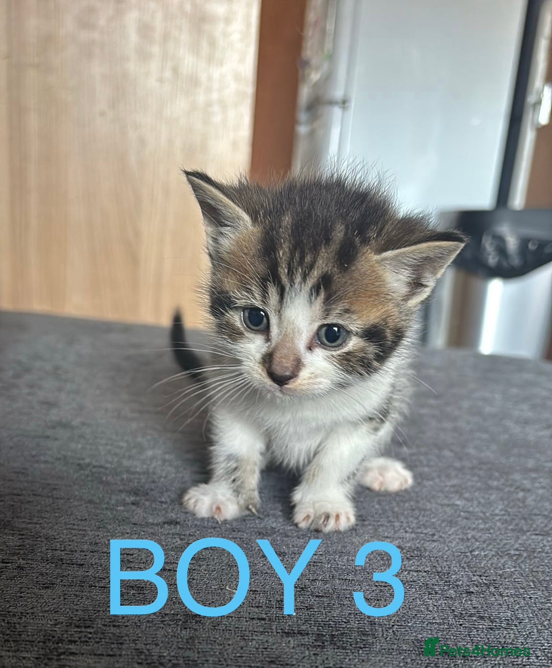 Domestic Shorthair cats for sale: Beautiful kittens  - Image 3