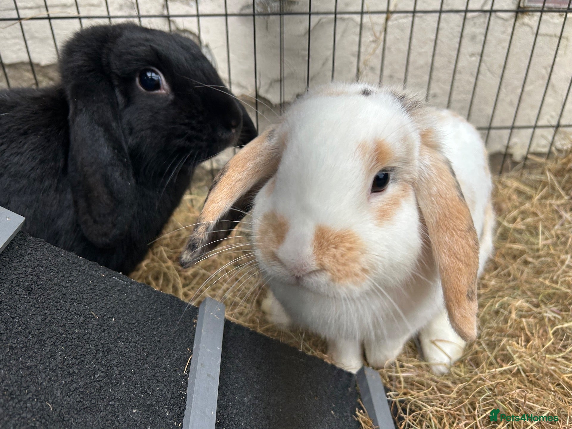 English Lop rabbits Rabbits for sale  - Advert 2