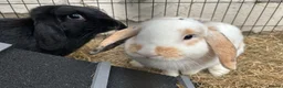 English Lop rabbits for sale: Rabbits for sale  - Advert 1