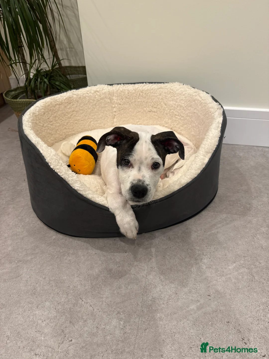 Mixed Breed dogs for sale: 4 Month Puppy for rehome - Advert 2