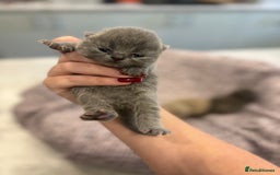 British Shorthair cats for sale: BSH kittens for sale from KC&Pedigree reg parents - Image 3