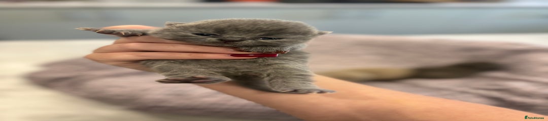 British Shorthair Kitten dark grey