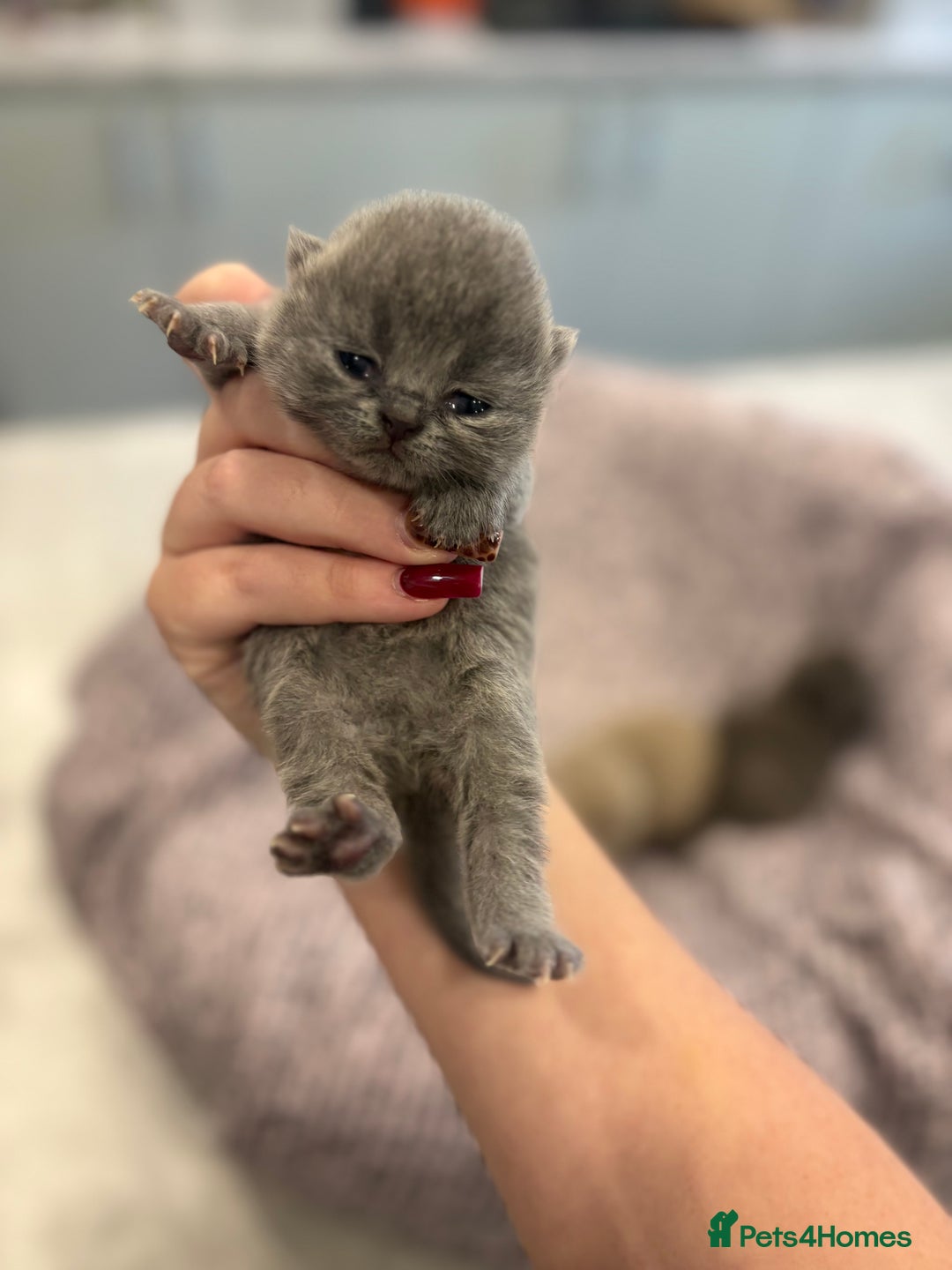 British Shorthair cats for sale: BSH kittens for sale from KC&Pedigree reg parents - Image 3