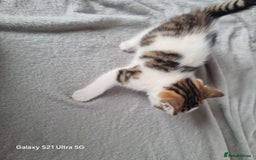Mixed Breed cats for sale: 5 Cute Kittens For Sale!!! - Image 14