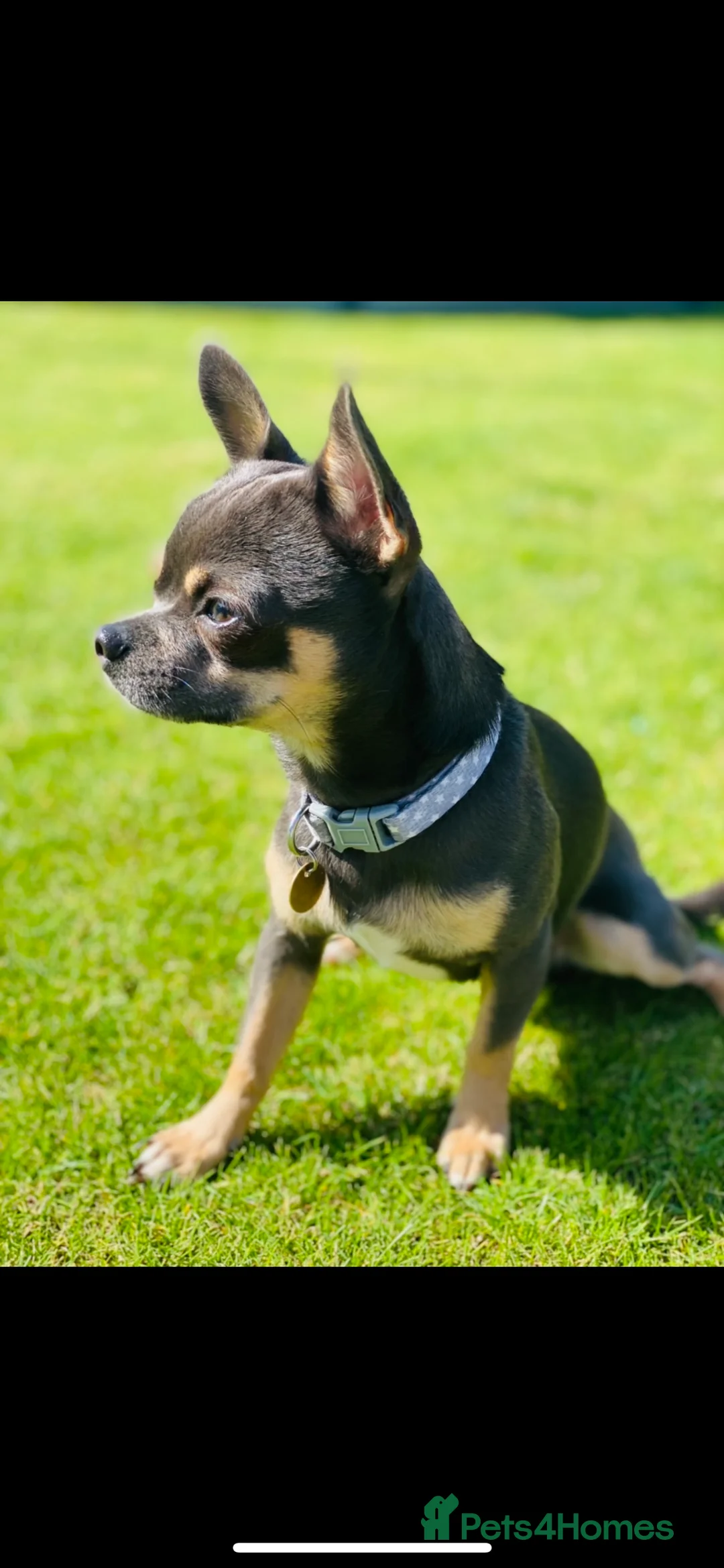 Chihuahua dogs for stud: Small chihuahua stud only not for sale proven  in Bury Saint Edmunds - Advert 14