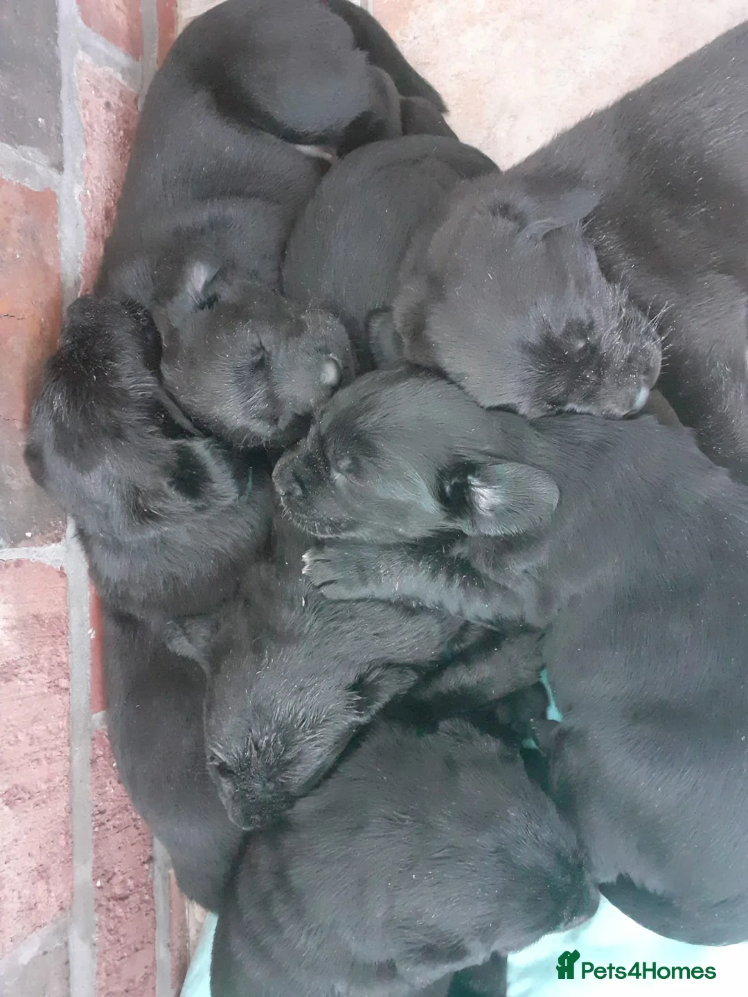 Labrador Retriever dogs for sale: 8 labrador puppies  in Sandbach - Advert 2