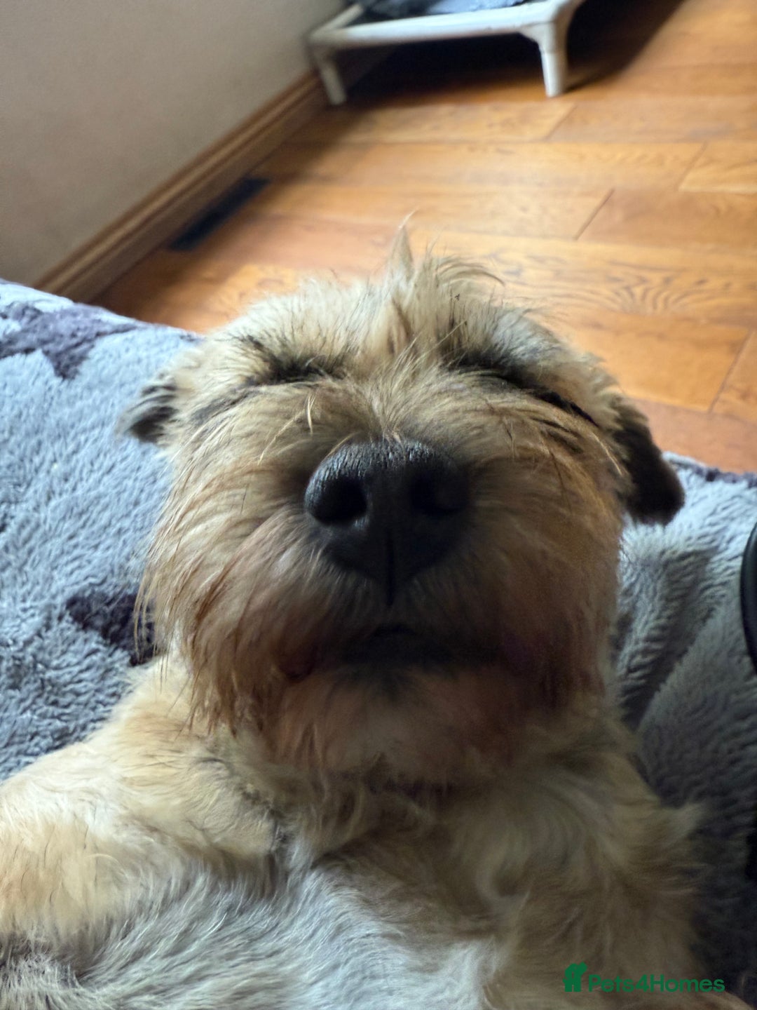 Border Terrier dogs for sale: KC REG-SLEM CLEAR-BORDER TERRIER LITTER - Image 3