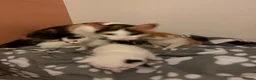 Mixed Breed cats for sale: Three adorable kittens  - Advert 6