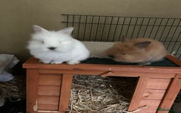 Lionhead rabbits for sale: Angora X lionhead male- NOW RESERVED - Image 9