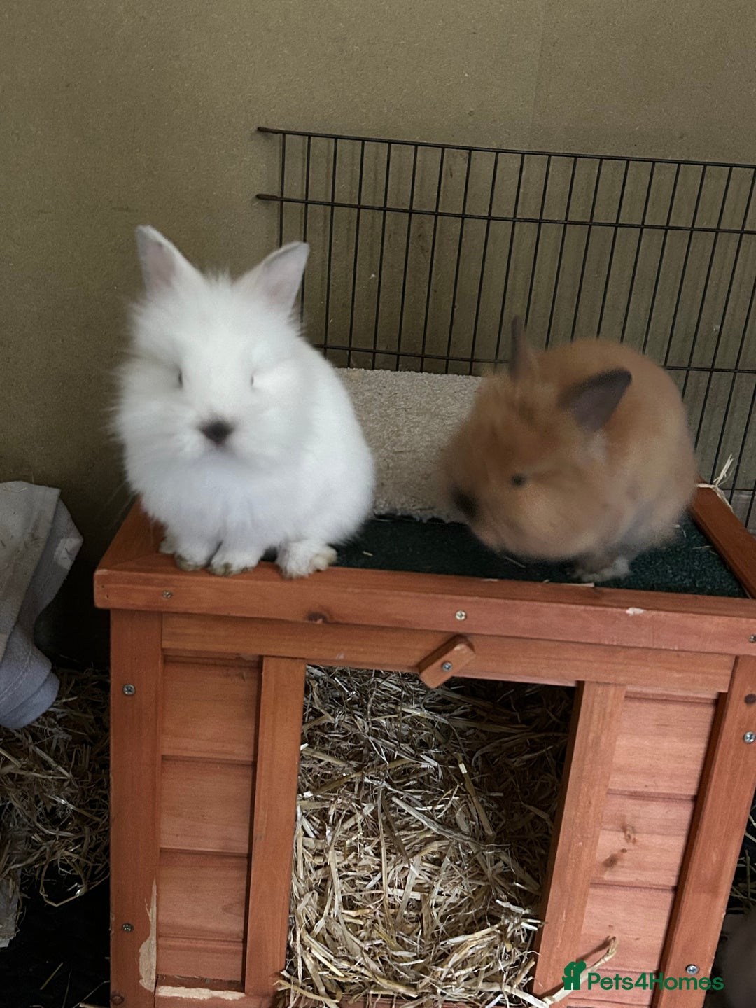 Lionhead rabbits for sale: Angora X lionhead male- NOW RESERVED - Image 9