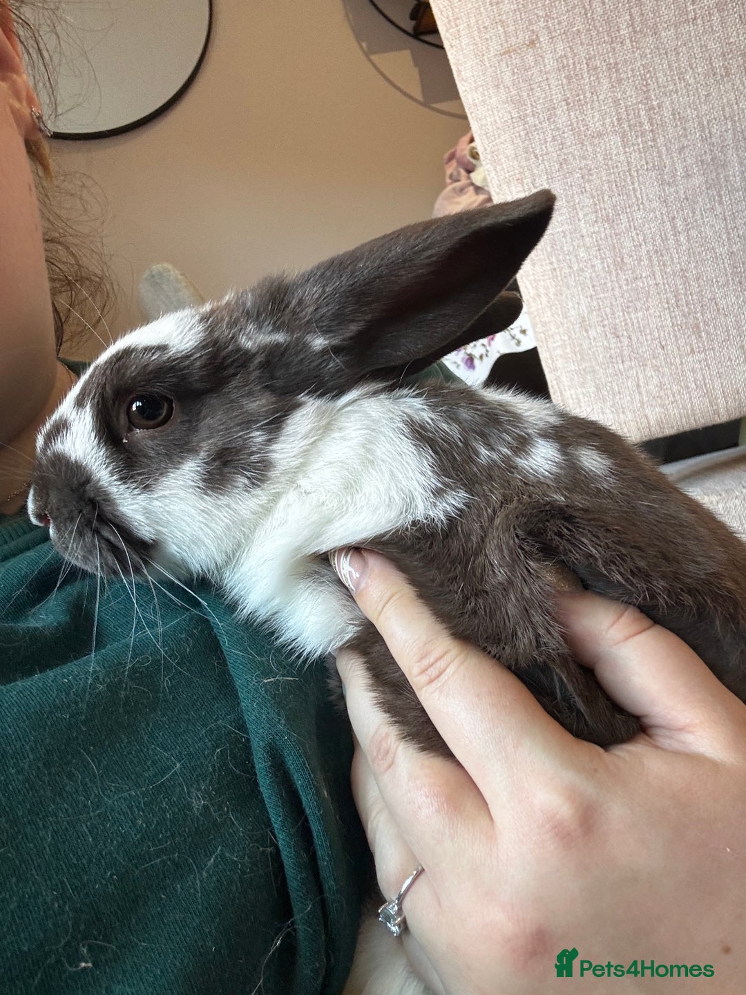 Mini Lop rabbits for sale: Mini Lop bunnies for sale  - Advert 7