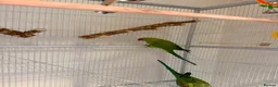 Ringnecks birds for sale: Indian Ringneck Pair + 2 Cages – £400 in Chigwell - Advert 6