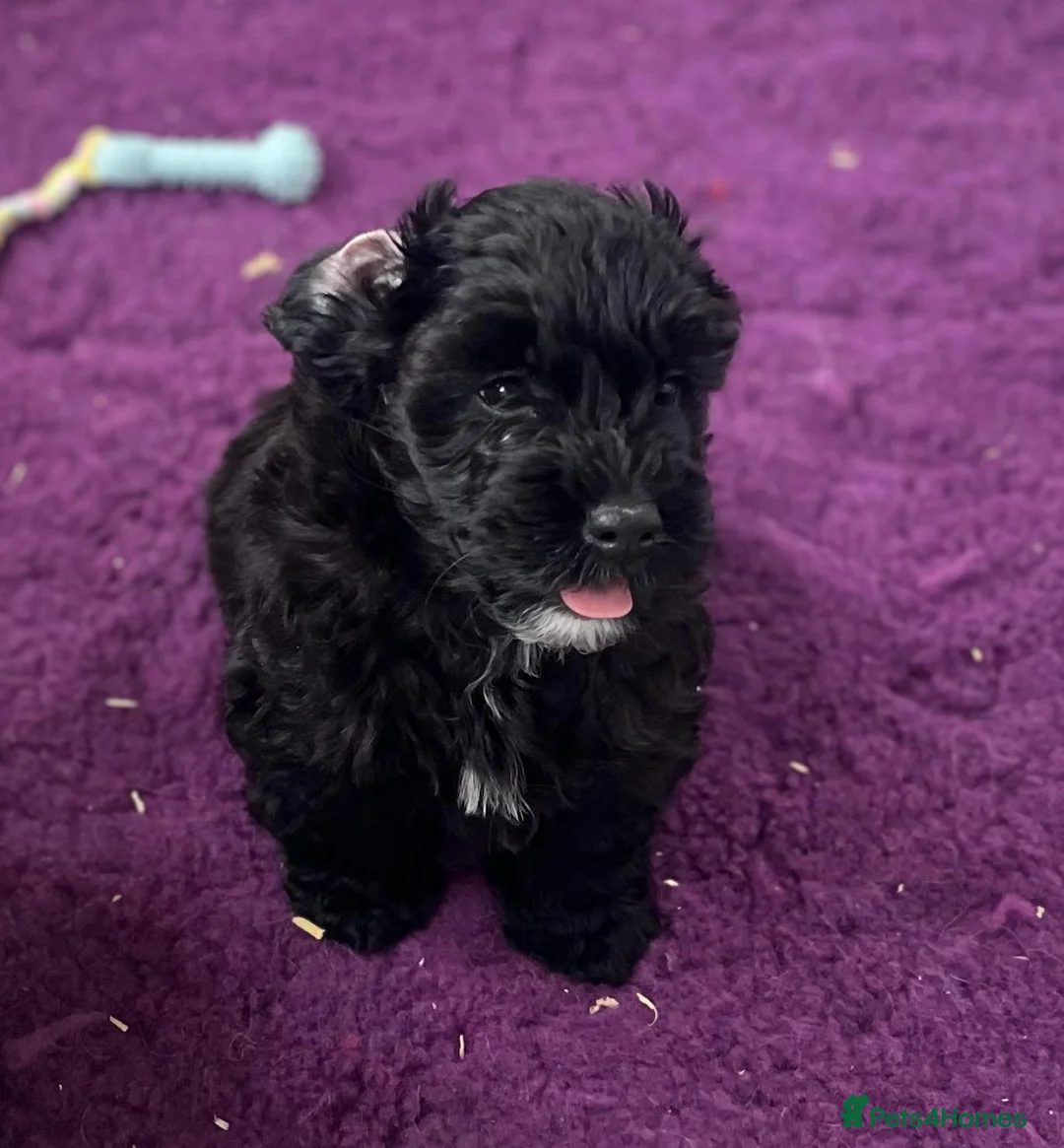 Westiepoo dogs for sale: Westiepoo west highland terrier x Toy poodle - Advert 1