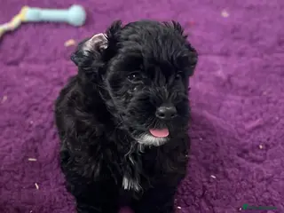 Westiepoo dogs Westiepoo west highland terrier x Toy poodle - Advert 6